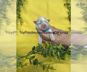 Maltese-Maltipoo Mix Puppy for sale in NEW PORT RICHEY, FL, USA
