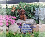 Puppy Everrett Dachshund