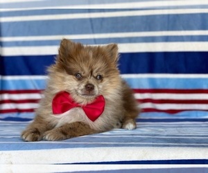 Pomeranian Puppy for sale in LANCASTER, PA, USA