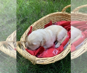 Golden Retriever Puppy for Sale in BEAVERCREEK TOWNSHIP, Ohio USA
