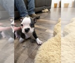Small #4 Boston Terrier