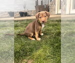 Small German Shepherd Dog Mix