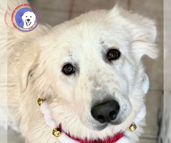 Medium Photo #1 Great Pyrenees Puppy For Sale in Spring, TX, USA