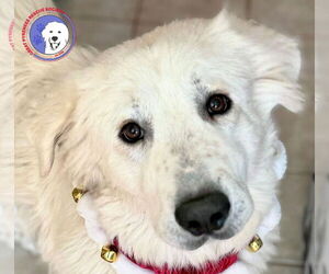 Great Pyrenees Dogs for adoption in Spring, TX, USA