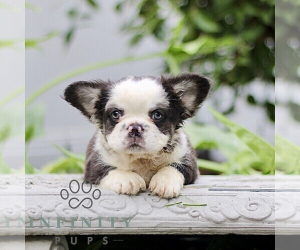 Medium Photo #6 French Bulldog Puppy For Sale in RONKS, PA, USA