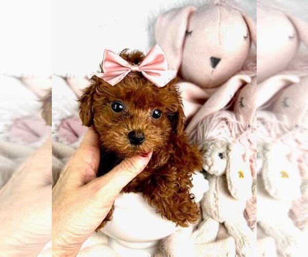 Medium Photo #3 Poodle (Toy) Puppy For Sale in WEST PALM BEACH, FL, USA