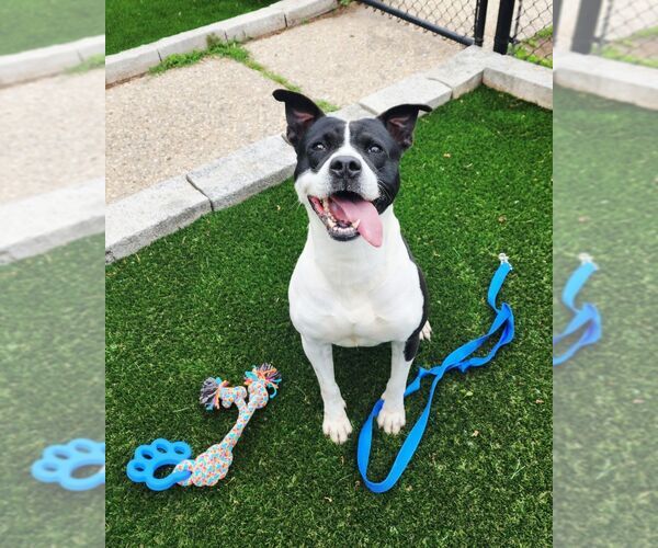 Medium Photo #4 American Staffordshire Terrier-Unknown Mix Puppy For Sale in Perth Amboy, NJ, USA