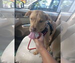 Small #3 German Shepherd Dog Mix
