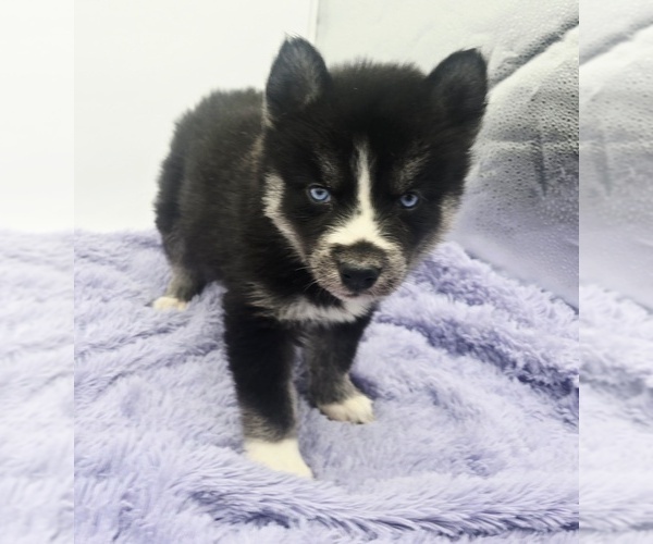 Medium Photo #1 Siberian Husky Puppy For Sale in SANDY HOOK, KY, USA