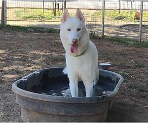 - Mix Dogs for adoption in Sacramento, CA, USA