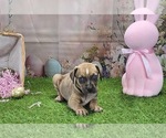Small #10 Catahoula Leopard Dog