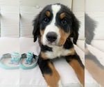 Small Photo #2 Bernese Mountain Dog Puppy For Sale in ENON, OH, USA