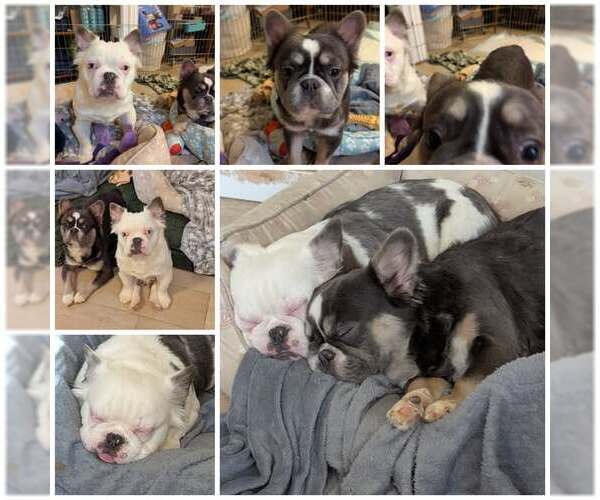 Medium Photo #1 French Bulldog Puppy For Sale in Tenafly, NJ, USA