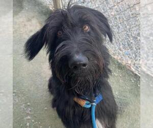 Jentry - Male Miniature Labradoodle Dog for Adoption - Photo #2