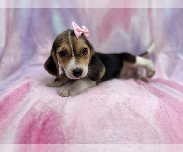 Medium Photo #1 Beagle Puppy For Sale in LAKELAND, FL, USA