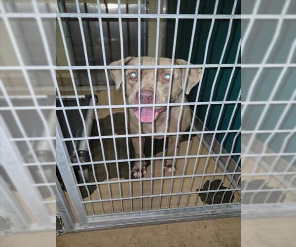 Medium Photo #1 Mutt Puppy For Sale in Texas City, TX, USA