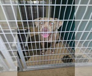 Mutt Dogs for adoption in Texas City, TX, USA