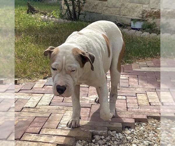 Medium Photo #1 American Staffordshire Terrier-Unknown Mix Puppy For Sale in San Antonio, TX, USA