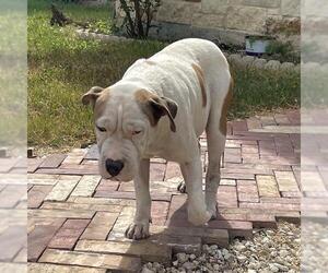 American Staffordshire Terrier-Unknown Mix Dogs for adoption in San Antonio, TX, USA