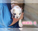 Small #18 American Bulldog