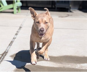 Mutt Dogs for adoption in Denver, CO, USA