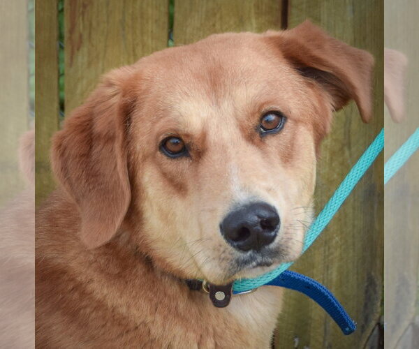 Medium Photo #6 Golden Shepherd Puppy For Sale in Huntley, IL, USA