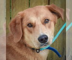 Small #5 Golden Shepherd
