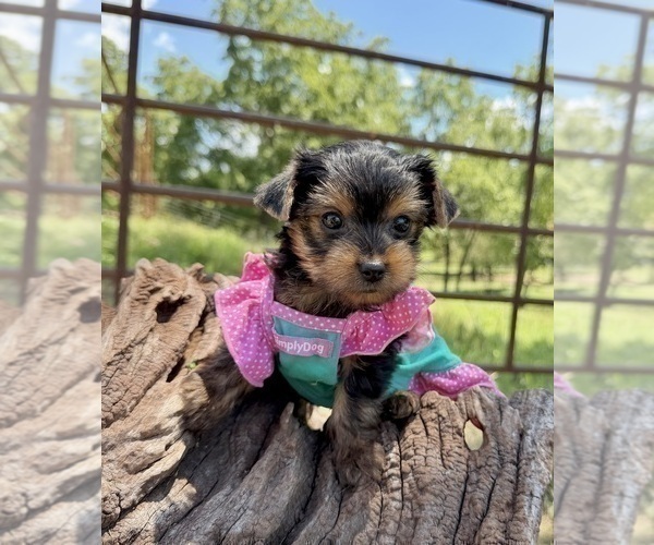 Medium Photo #14 Yorkshire Terrier Puppy For Sale in CASSVILLE, MO, USA