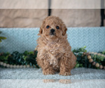 Small Photo #16 Poodle (Miniature)-ShihPoo Mix Puppy For Sale in SUGARCREEK, OH, USA