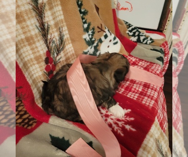 Medium Photo #7 Shih Tzu Puppy For Sale in STAR, NC, USA