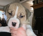 Puppy Lady American Bully