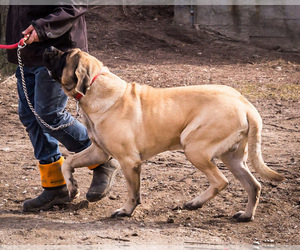 Father of the Mastiff puppies born on 06/15/2026