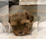 Small Photo #25 Shorkie Tzu Puppy For Sale in EDMOND, OK, USA