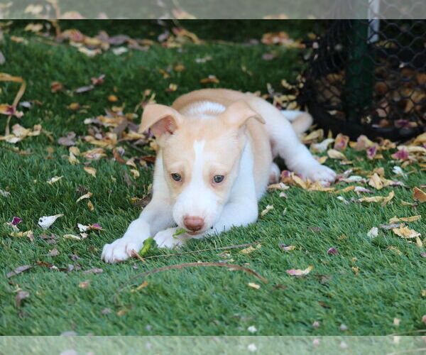 Medium Photo #2 Huskies -Unknown Mix Puppy For Sale in San Diego, CA, USA