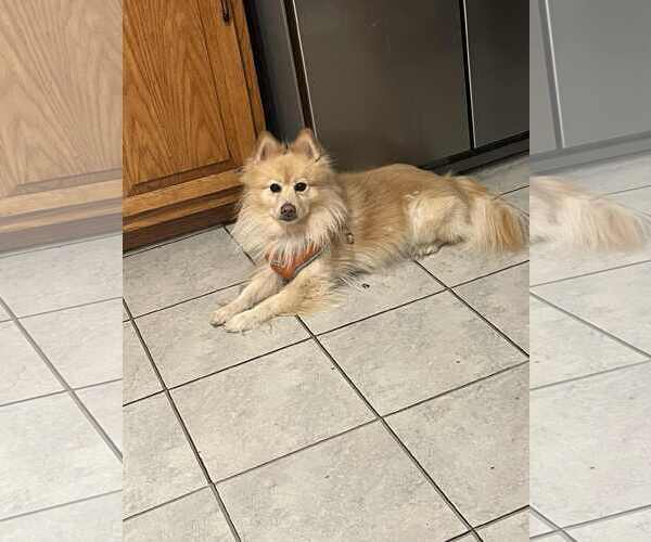 Medium Photo #2 Pomeranian Puppy For Sale in St. Louis Park, MN, USA