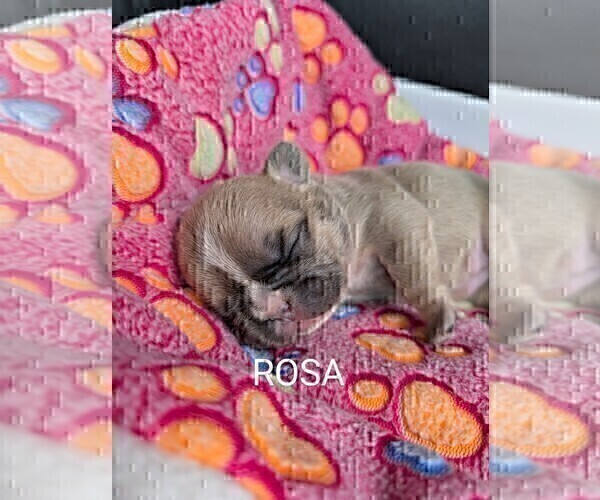 Medium Photo #20 French Bulldog Puppy For Sale in MCKINLEYVILLE, CA, USA