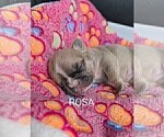 Small Photo #20 French Bulldog Puppy For Sale in MCKINLEYVILLE, CA, USA
