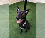 Small #1 Labrador Retriever Mix