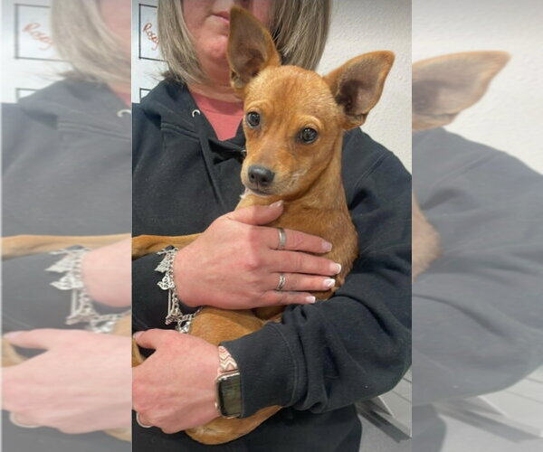 Medium Photo #2 Chihuahua Puppy For Sale in Lakewood, CO, USA