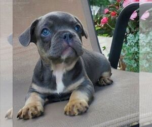 French Bulldog Puppy for sale in GORDONVILLE, PA, USA