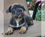 Small French Bulldog