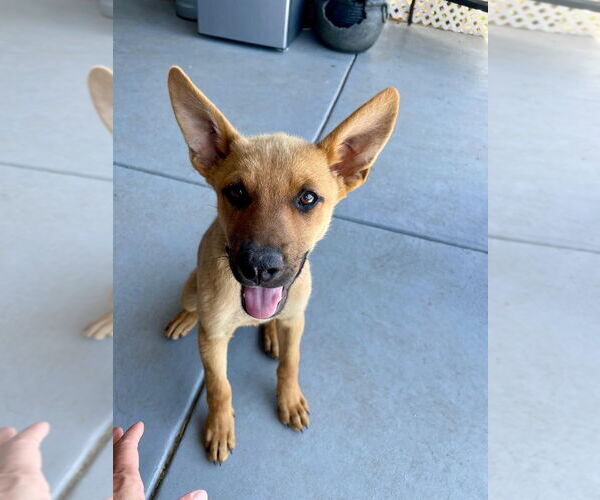 Medium Photo #2 Carolina Dog-Unknown Mix Puppy For Sale in Claremore, OK, USA