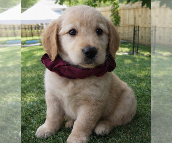 Medium Photo #3 Golden Retriever Puppy For Sale in Grovertown, IN, USA