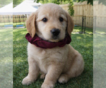 Small #2 Golden Retriever