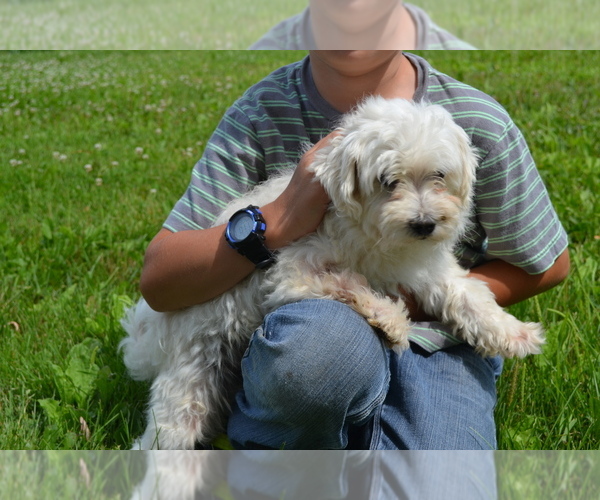 Medium Photo #1 Mal-Shi Puppy For Sale in GREENWOOD, WI, USA