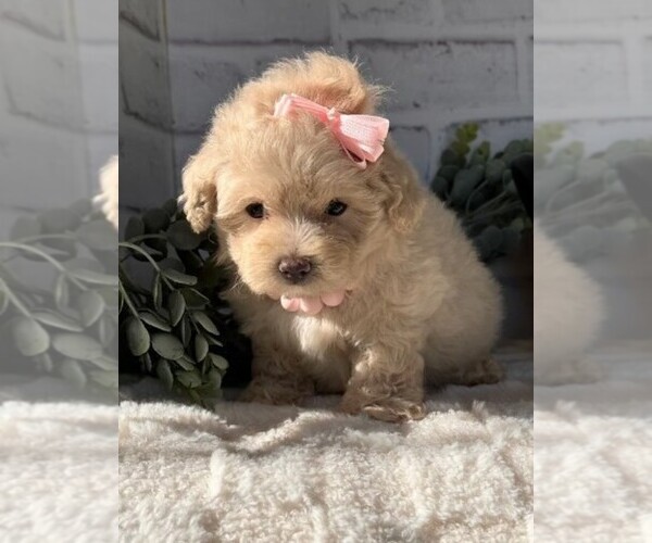 Medium Photo #15 Maltipoo Puppy For Sale in TAMPA, FL, USA