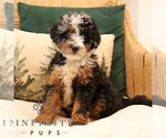 Small #1 Bernedoodle (Miniature)