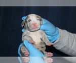 Small #33 American Bully