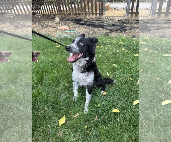 Medium Photo #2 Border Collie-Unknown Mix Puppy For Sale in Paso Robles, CA, USA