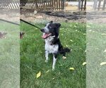 Small #1 Border Collie Mix